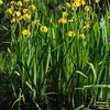 Iris pseudacorus