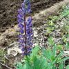 Lupinus perennis