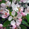 Malus angustifolia