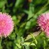 Mimosa microphylla