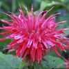 Monarda didyma