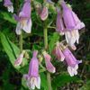 Penstemon hirsutus