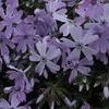 Phlox subulata