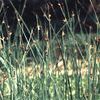 Scirpus pungens