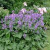 Stachys grandiflora