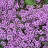 Thymus serpyllum 'Magic Carpet'