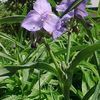 Tradescantia subaspera