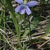 Viola pedatifida