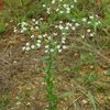 Euphorbia corolatta