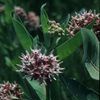 Asclepias speciosa