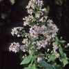 Symphyotrichum cordifolium