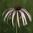 Pale Purple Coneflower