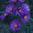 New England Aster