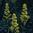 Showy Goldenrod