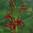 Cardinal Flower