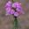 Meadow Phlox