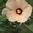 Rose Mallow