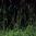 Eastern Gama Grass