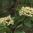 Black Haw Viburnum