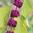 American Beautyberry