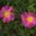 Pasture Rose