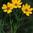 Prairie Coreopsis