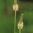 White Prairie Clover