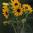 Willow-leaved Sunflower