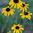 Missouri Black-eyed Susan