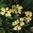 Gray Dogwood