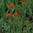 Indian Paintbrush