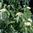 Roughleaf Dogwood