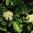 Nannyberry Viburnum