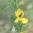Partridge Pea