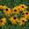 Black-eyed Susan