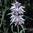 Lemon Horsemint