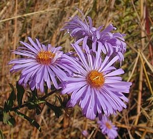 Beat the Heat with Drought Tolerant Ornamental Natives