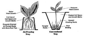 Tip Sheet: Air Pruning Method Helps Critsite Develop Superior Plants
