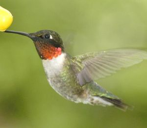 Native Plants Make Any Yard a Hummingbird Haven