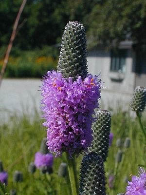 Tip Sheet for Native Prairie Establishment from Seed