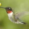 Native Plants Make Any Yard a Hummingbird Haven