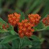 Asclepias tuberosa