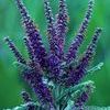 Amorpha canescens