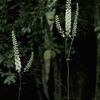 Actaea podocarpa