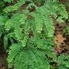 Adiantum pedatum