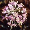 Allium stellatum