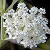 Asclepias verticillata