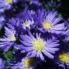 Aster novae-belgii