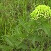 Asclepias viridiflora