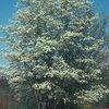 Amelanchier laevis